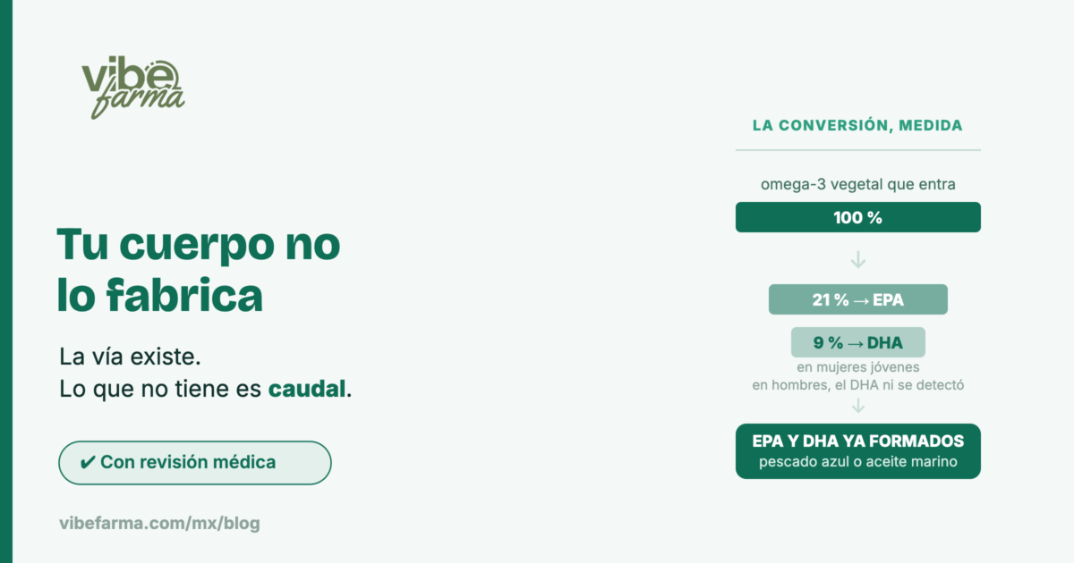 Conversión del omega-3 vegetal medida: 21 % pasa a EPA y 9 % a DHA en mujeres jóvenes; la salida es el EPA y el DHA ya formados