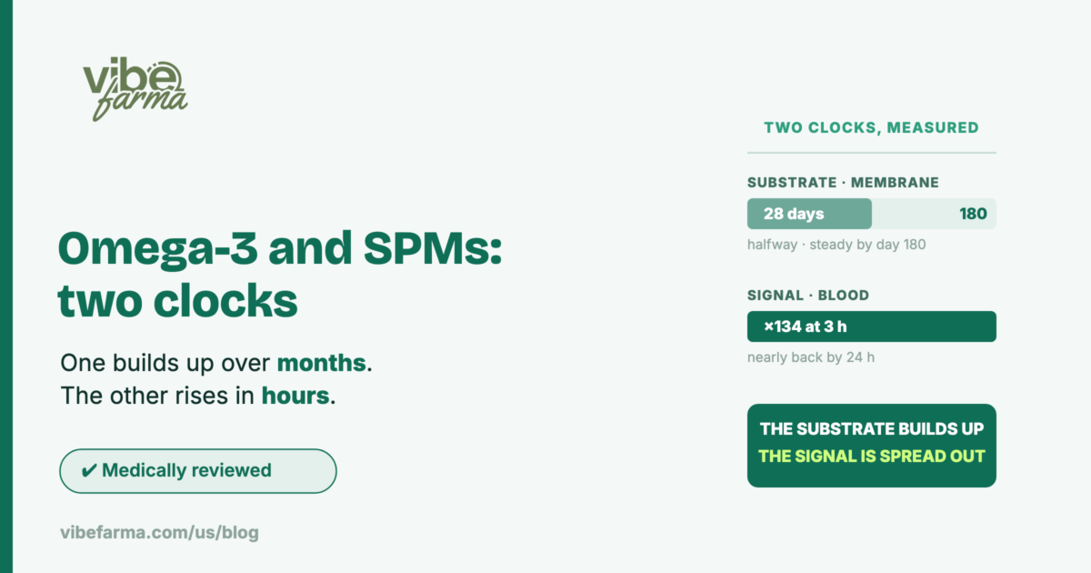 Omega-3 and SPMs: the substrate builds up in the membrane over months while signal precursors rise in the blood within hours